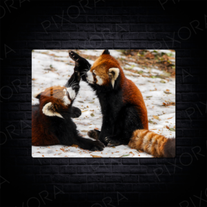 Kızıl Panda Metal Tablo