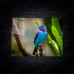 Cotinga Metal Tablo